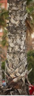 photo texture of palm bark 0015